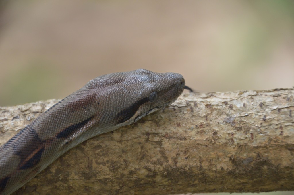 Foto de Sarapiqui (Alajuela), Costa Rica