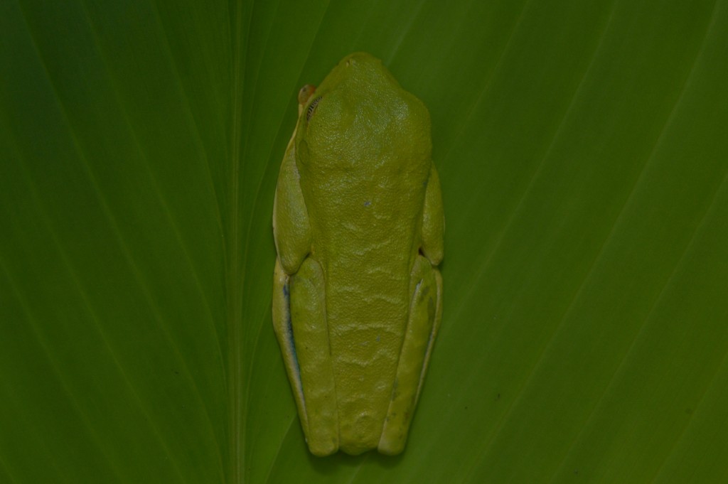 Foto de Sarapiqui (Alajuela), Costa Rica