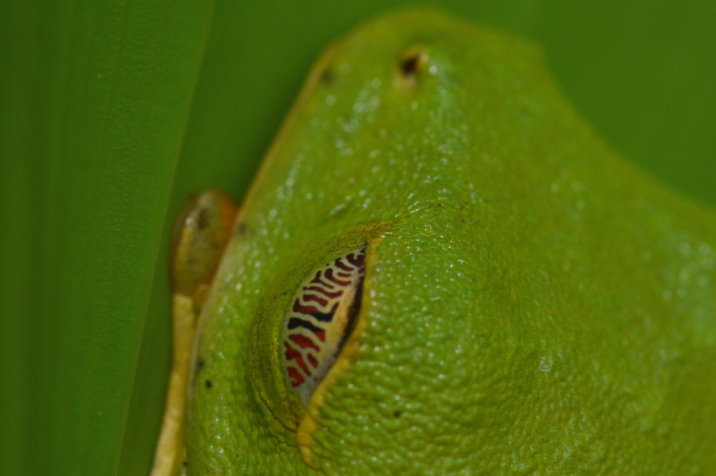 Foto de Sarapiqui (Alajuela), Costa Rica