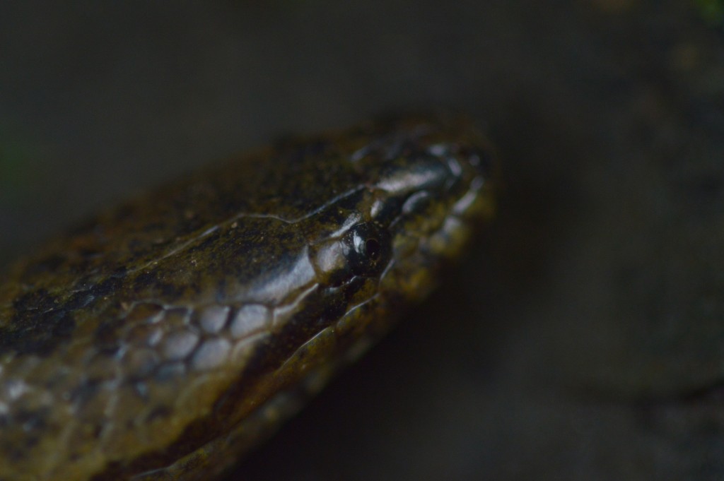 Foto de Sarapiqui (Alajuela), Costa Rica