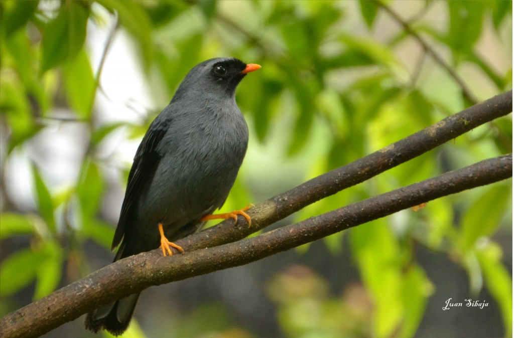 Foto de Sarapiqui (Alajuela), Costa Rica