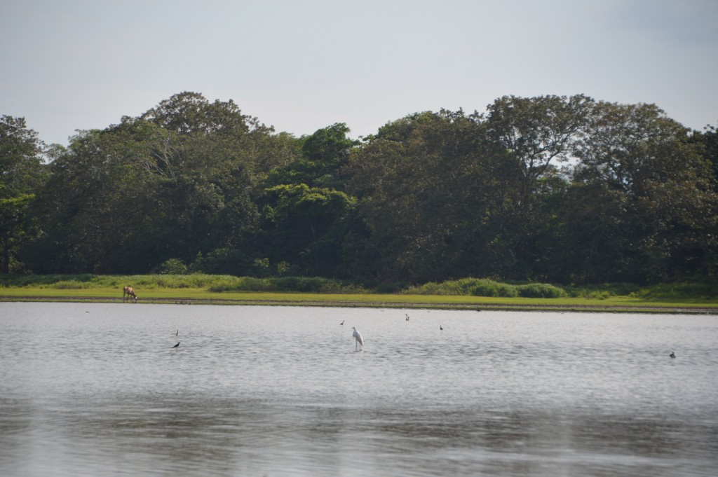 Foto de Caño Negro (Alajuela), Costa Rica