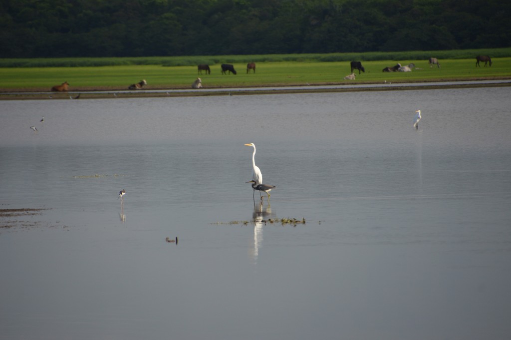 Foto de Caño Negro (Alajuela), Costa Rica