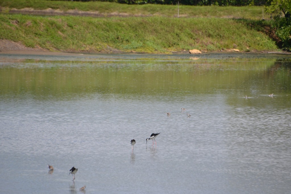 Foto de Caño Negro (Alajuela), Costa Rica