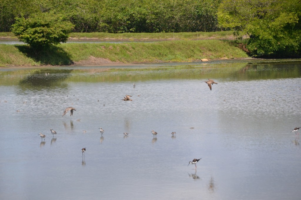 Foto de Caño Negro (Alajuela), Costa Rica