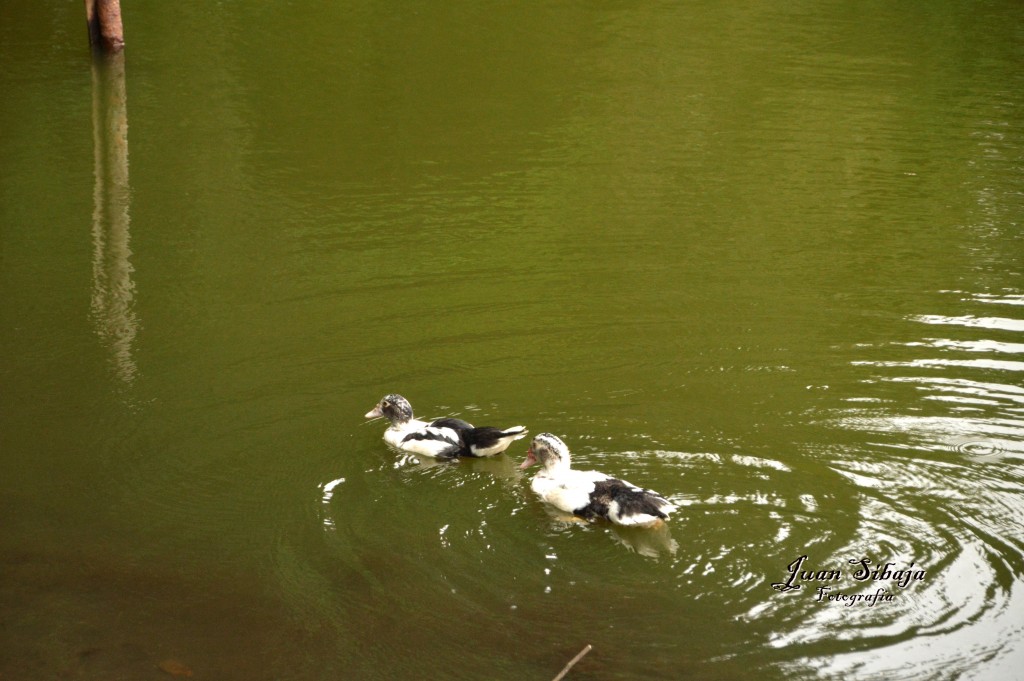 Foto de Caño Negro (Alajuela), Costa Rica