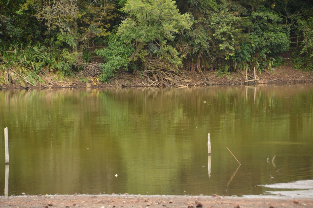 Foto de Caño Negro (Alajuela), Costa Rica