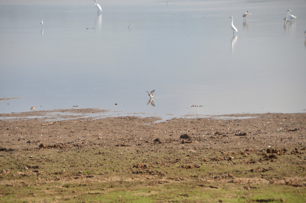 Foto de Caño Negro (Alajuela), Costa Rica