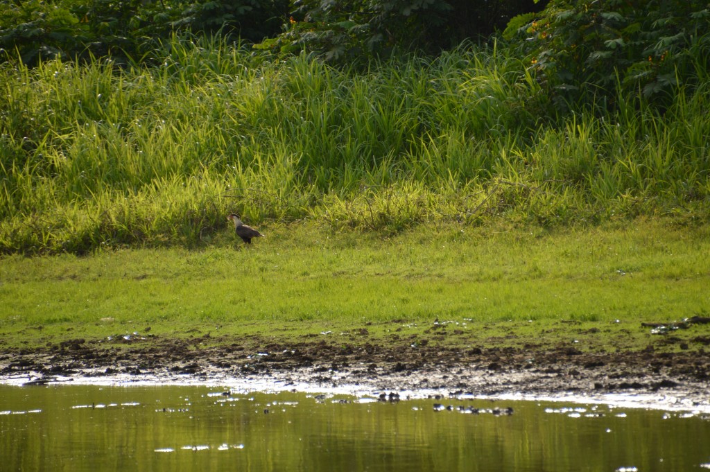 Foto de Caño Negro (Alajuela), Costa Rica