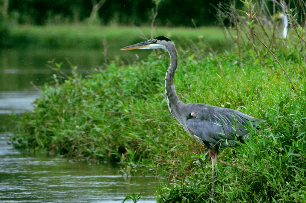 Foto de Caño Negro (Alajuela), Costa Rica