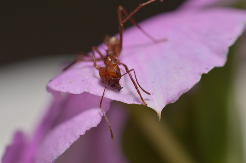 Foto de Alajuela, Costa Rica