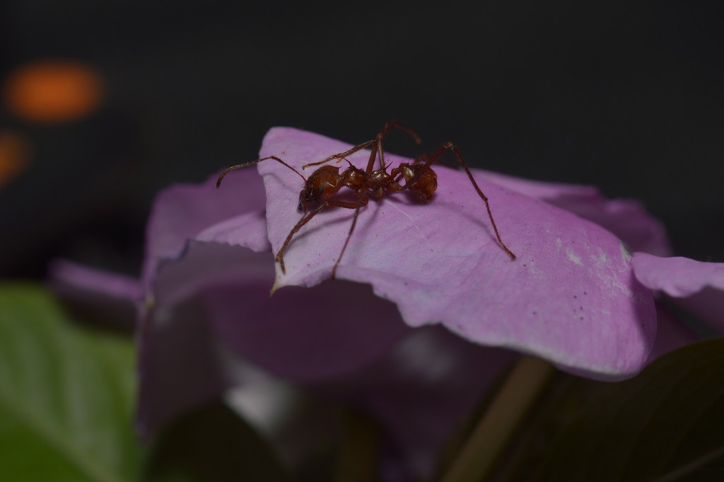 Foto de Alajuela, Costa Rica