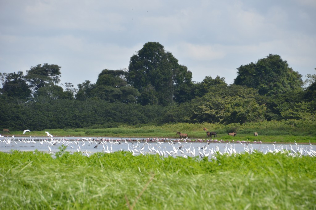 Foto de Alajuela, Costa Rica