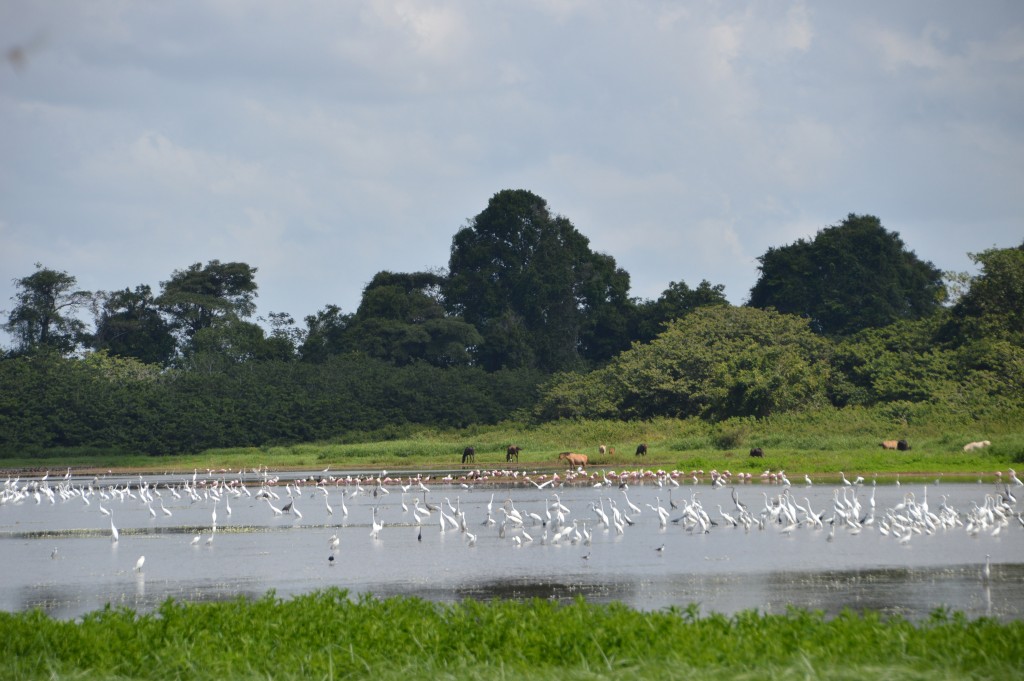 Foto de Alajuela, Costa Rica