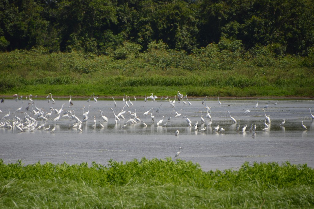 Foto de Alajuela, Costa Rica