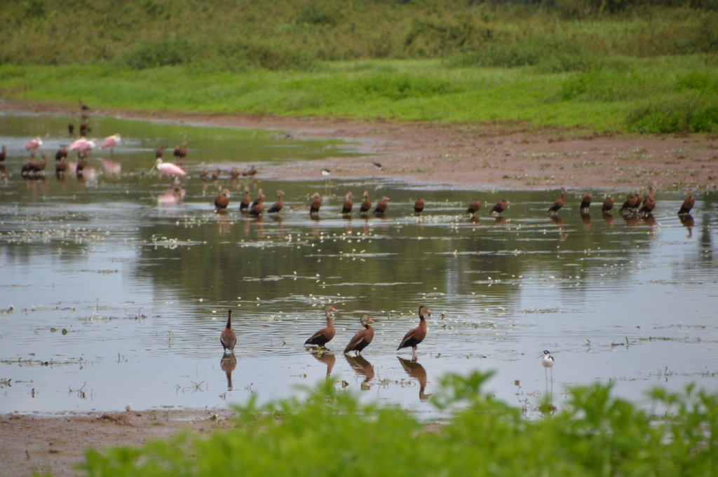 Foto de Alajuela, Costa Rica