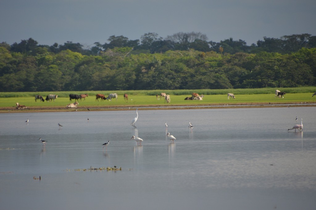 Foto de Caño Negro (Alajuela), Costa Rica