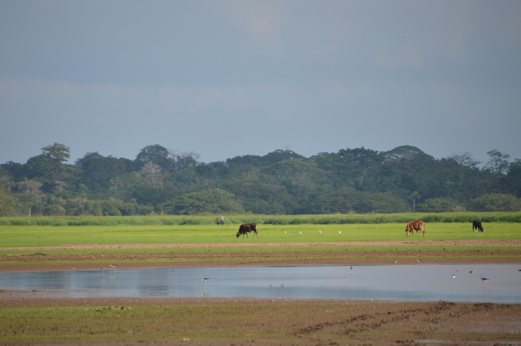 Foto de Caño Negro (Alajuela), Costa Rica