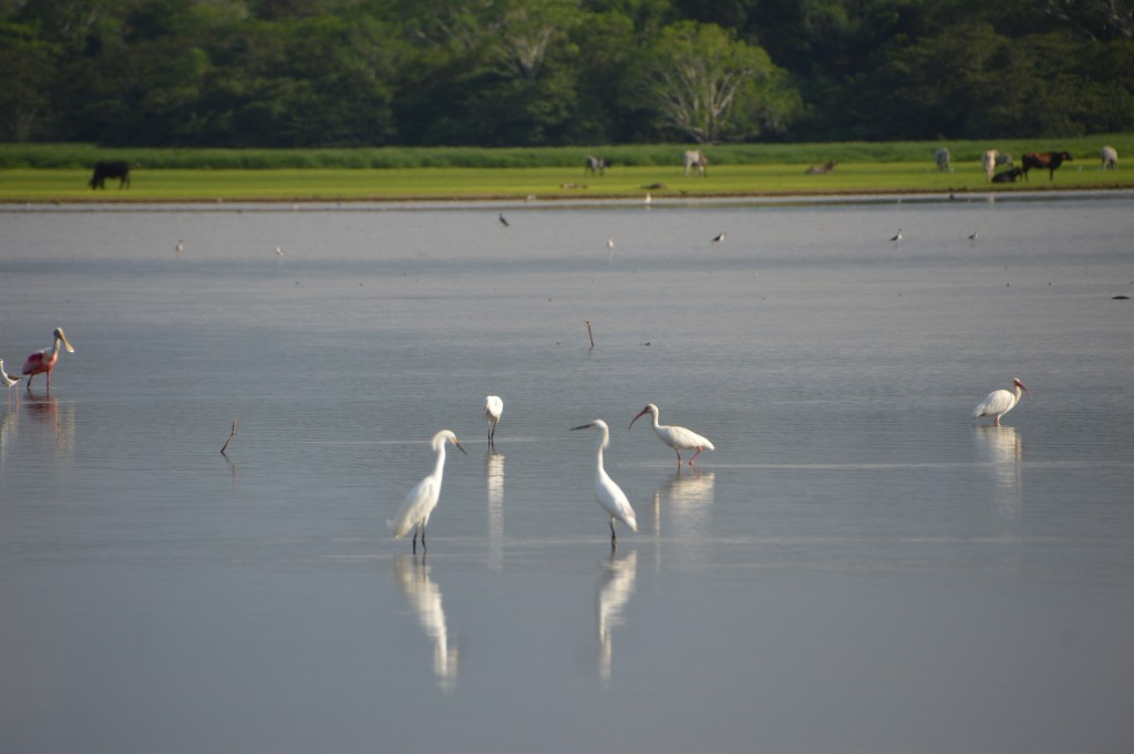 Foto de Caño Negro (Alajuela), Costa Rica