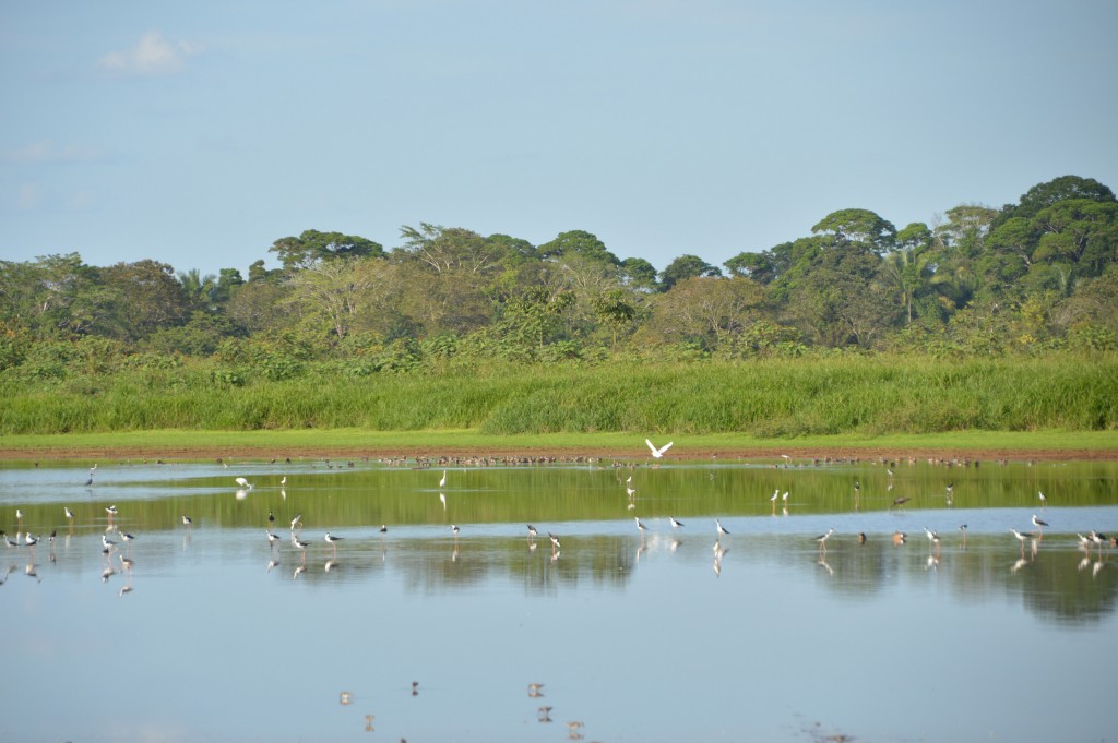 Foto de Caño Negro (Alajuela), Costa Rica