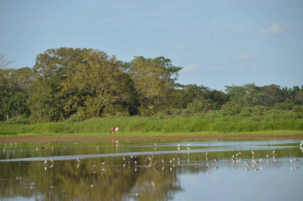 Foto de Caño Negro (Alajuela), Costa Rica