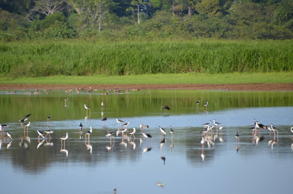 Foto de Caño Negro (Alajuela), Costa Rica