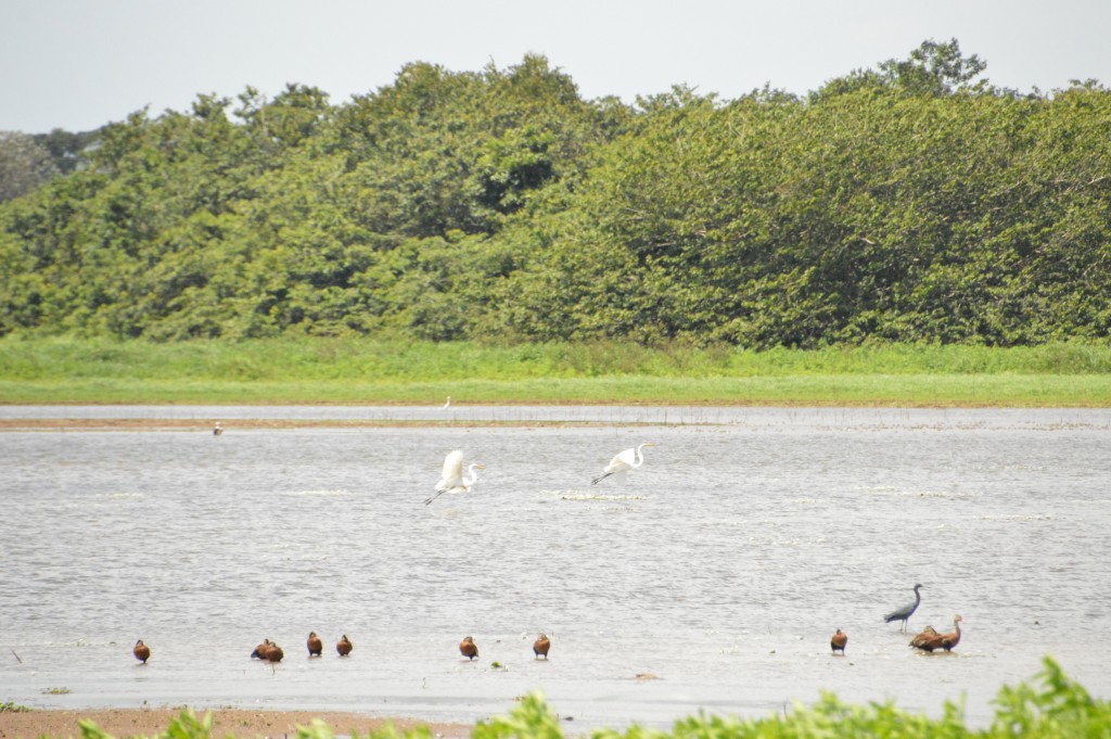 Foto de Caño Negro (Alajuela), Costa Rica