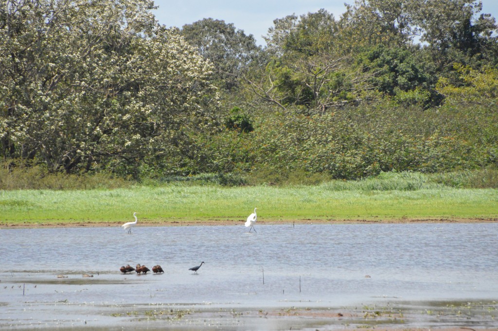 Foto de Caño Negro (Alajuela), Costa Rica