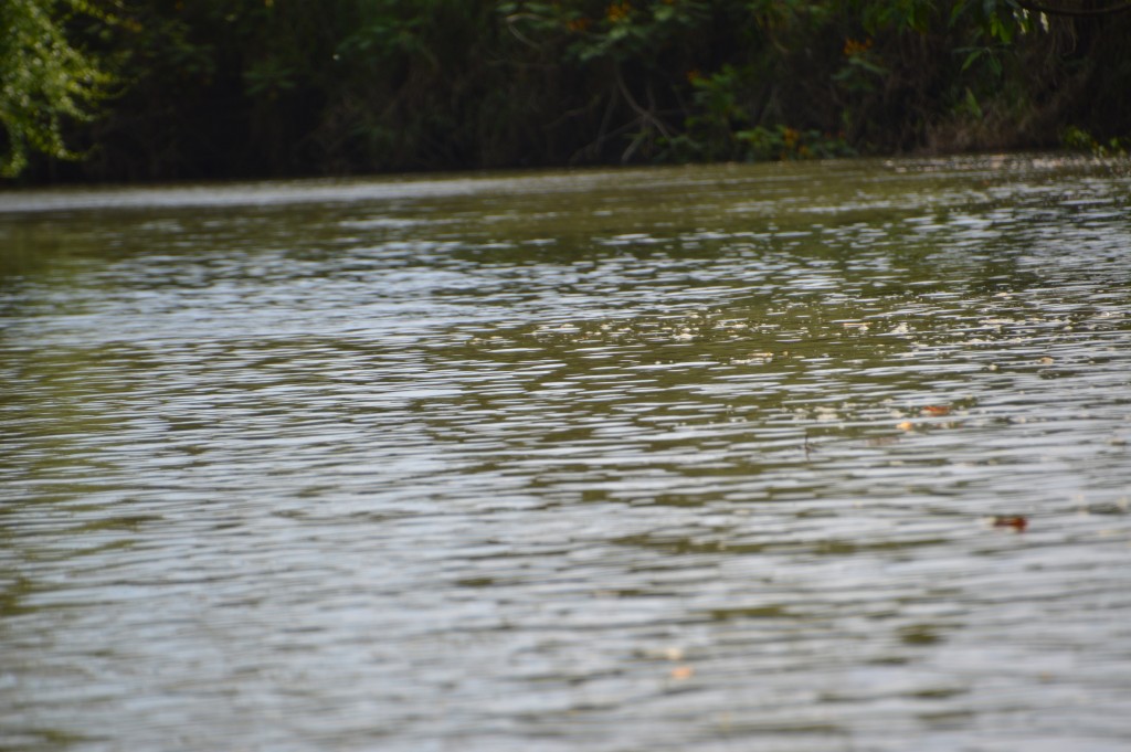 Foto de Caño Negro (Alajuela), Costa Rica