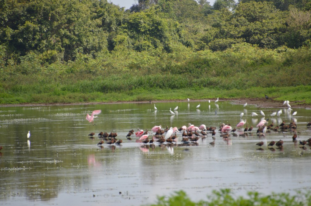 Foto de Caño Negro (Alajuela), Costa Rica