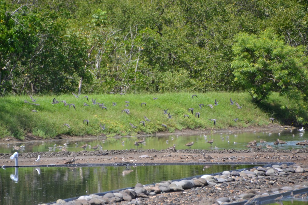 Foto de Caño Negro (Alajuela), Costa Rica