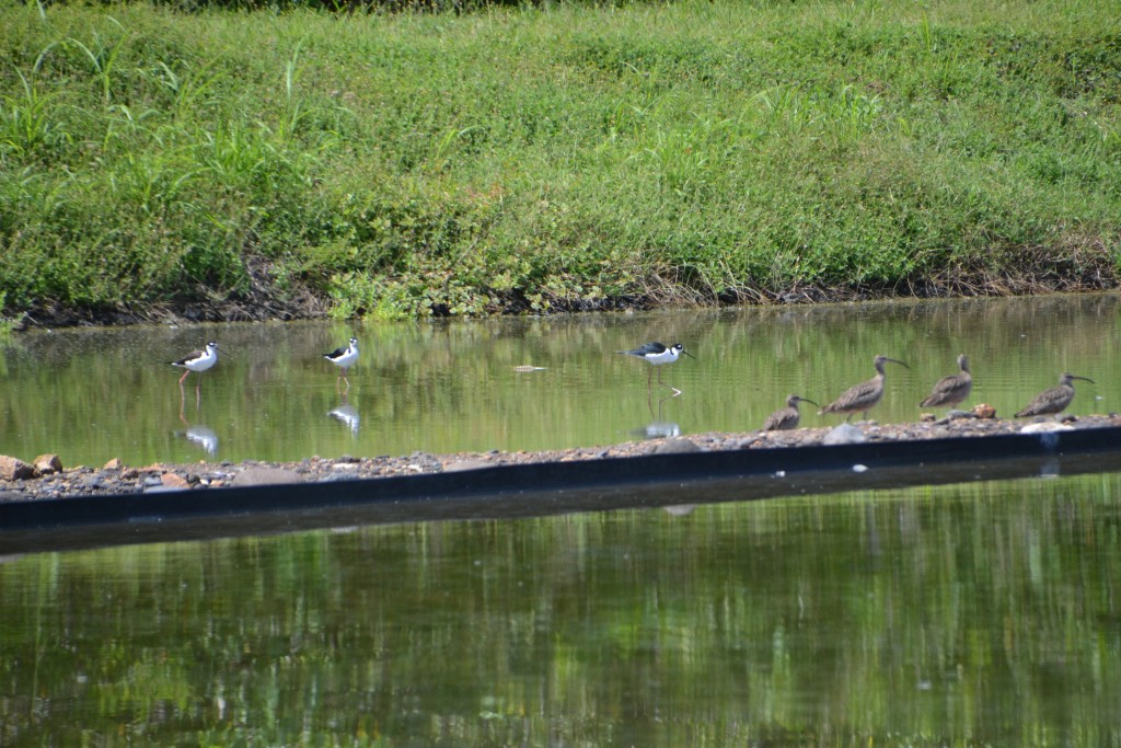 Foto de Caño Negro (Alajuela), Costa Rica