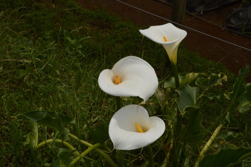 Foto de Caño Negro (Alajuela), Costa Rica