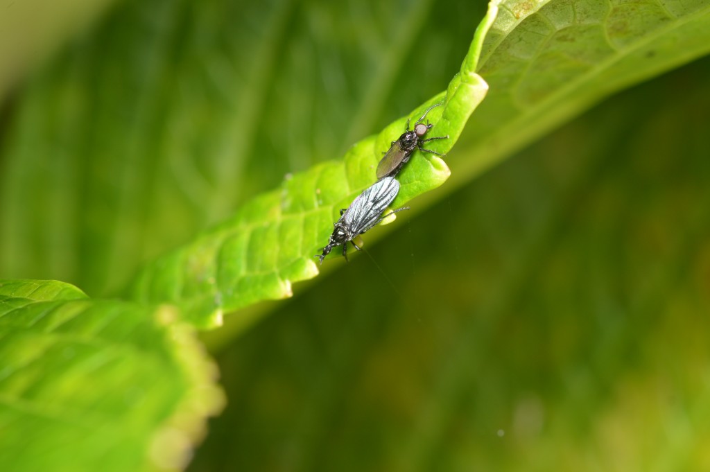 Foto de Caño Negro (Alajuela), Costa Rica