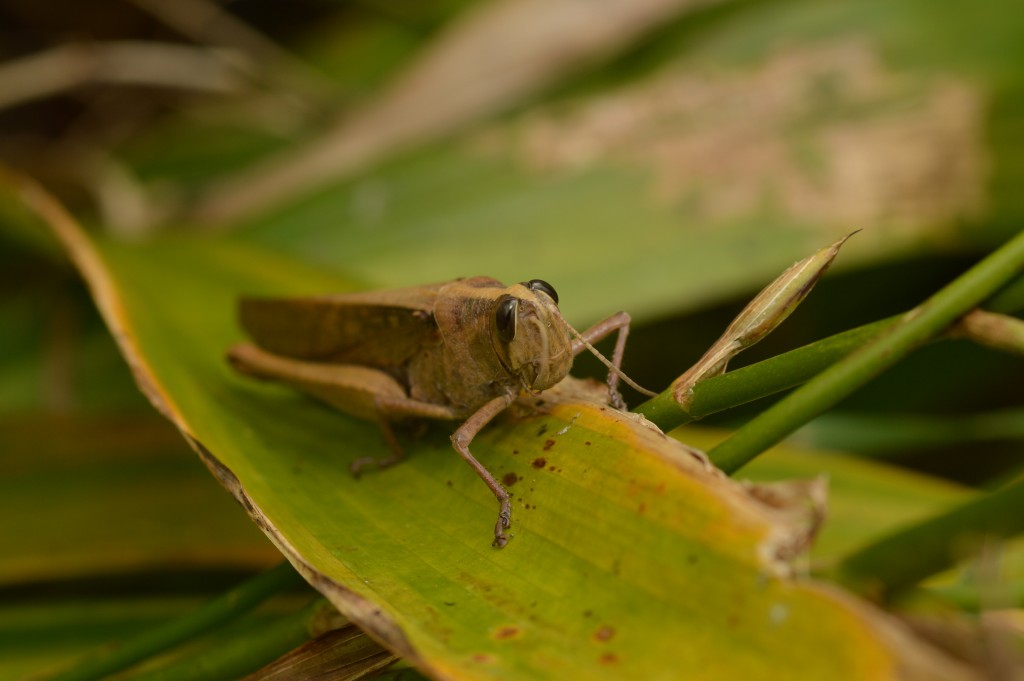 Foto de Caño Negro (Alajuela), Costa Rica