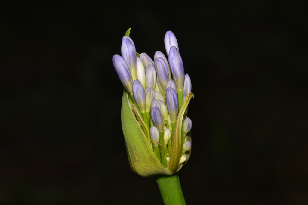 Foto de Caño Negro (Alajuela), Costa Rica