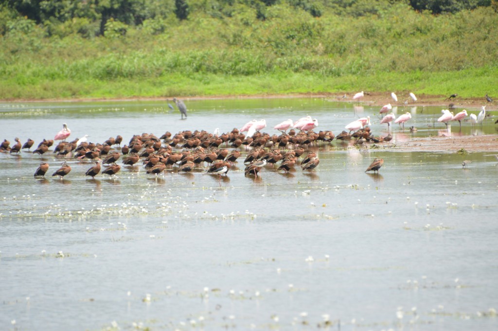 Foto de Caño Negro (Alajuela), Costa Rica