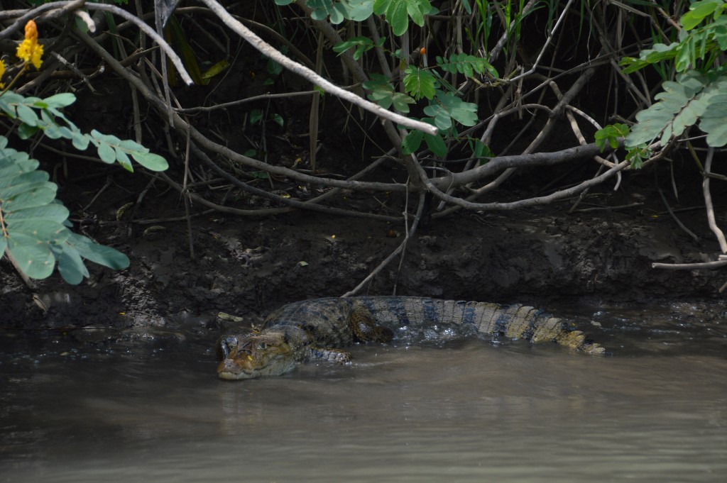 Foto de Caño Negro (Alajuela), Costa Rica