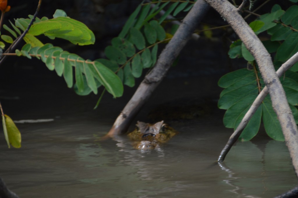 Foto de Caño Negro (Alajuela), Costa Rica