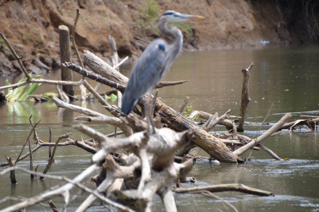 Foto de Caño Negro (Alajuela), Costa Rica