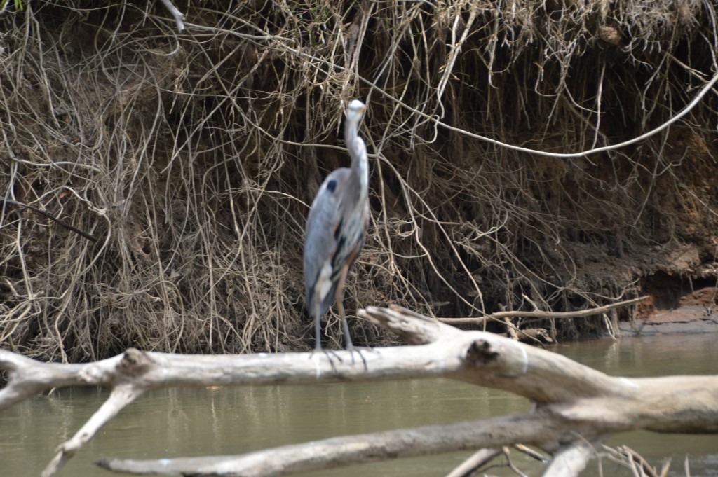 Foto de Caño Negro (Alajuela), Costa Rica