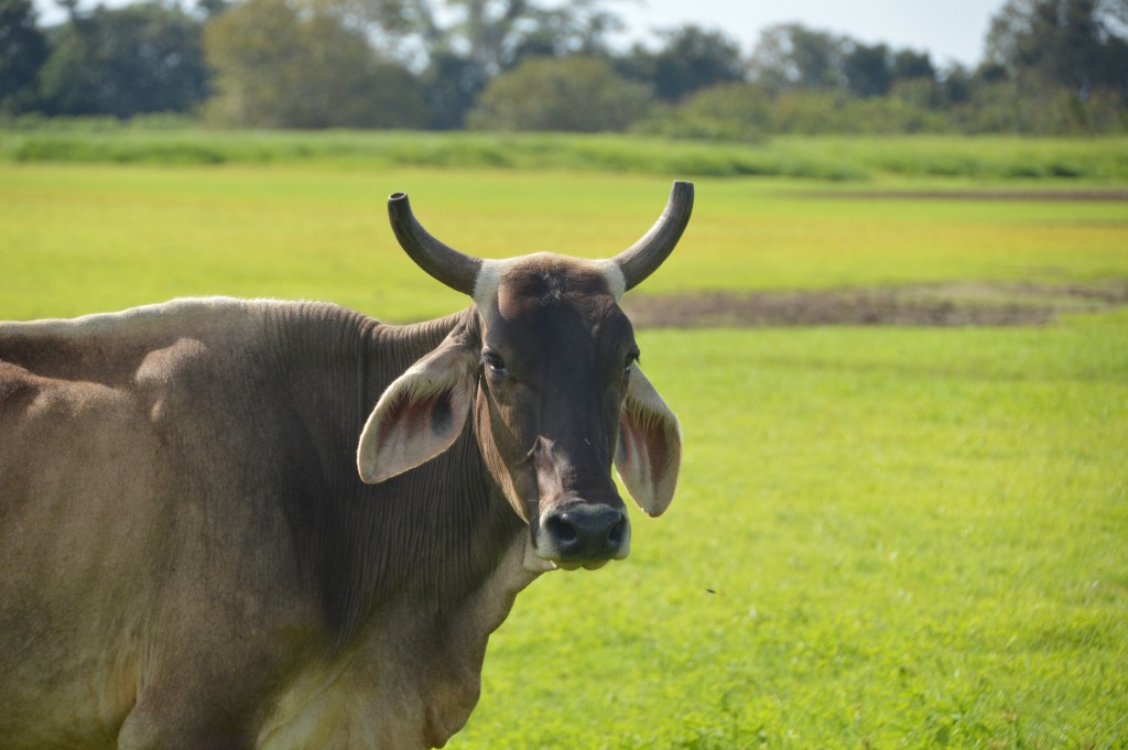 Foto de Caño Negro (Alajuela), Costa Rica