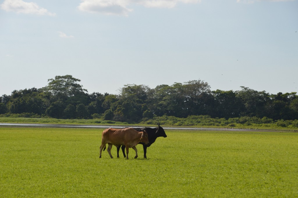 Foto de Caño Negro (Alajuela), Costa Rica