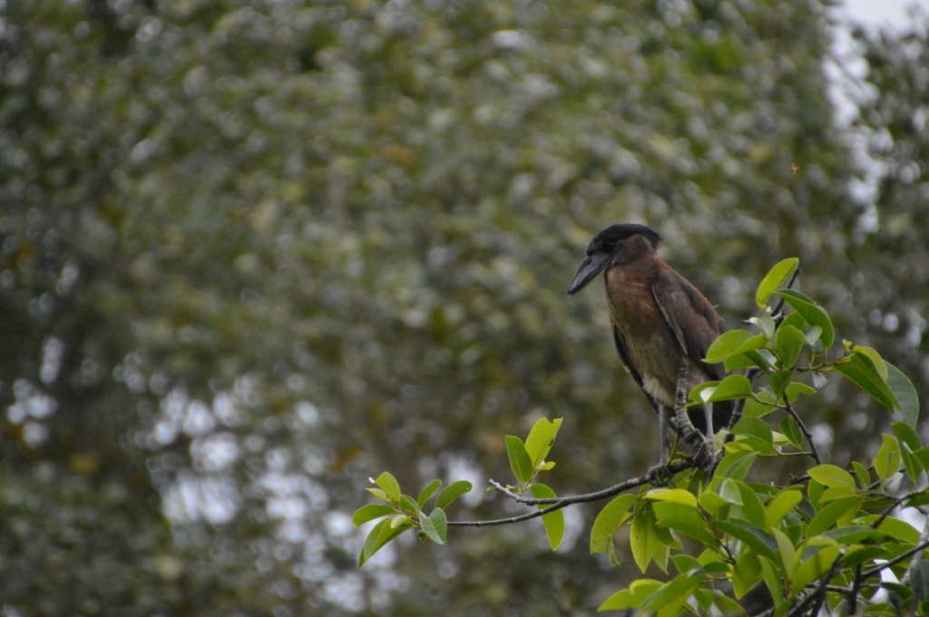 Foto de Caño Negro (Alajuela), Costa Rica