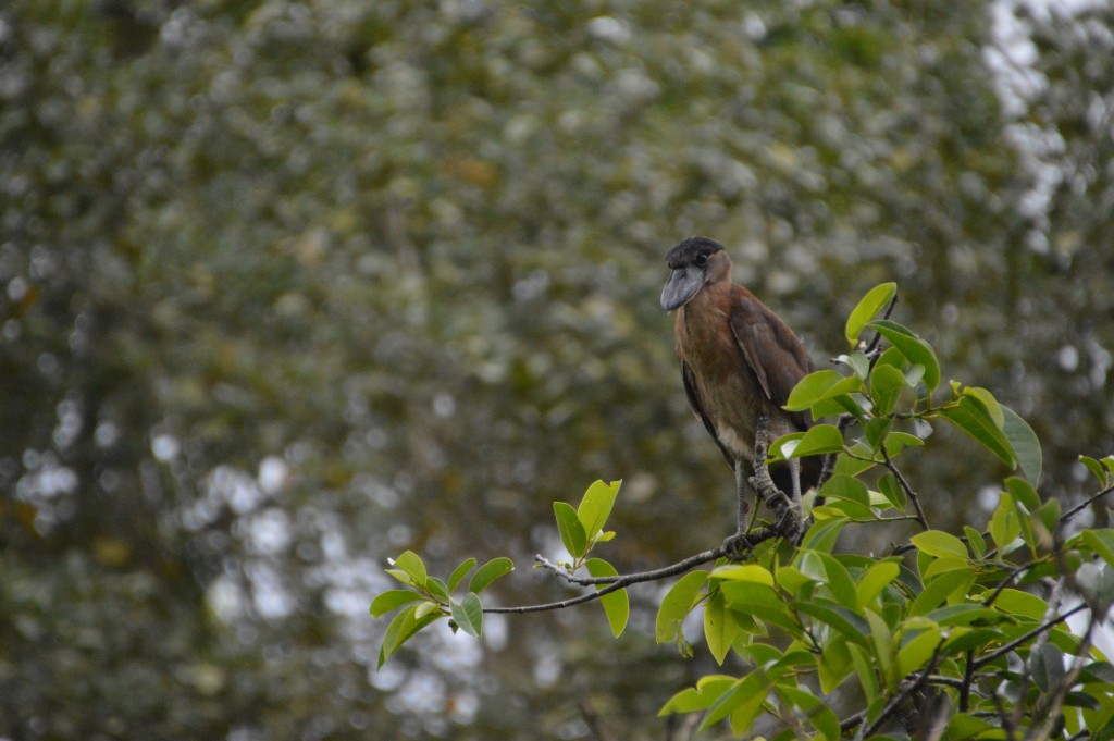 Foto de Caño Negro (Alajuela), Costa Rica