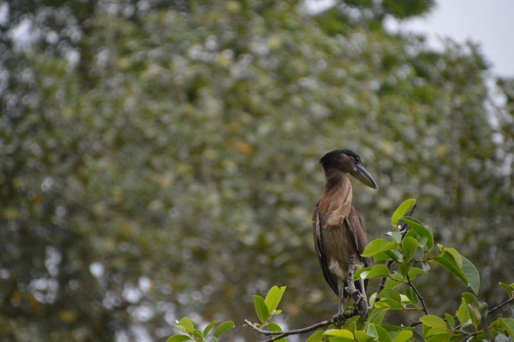 Foto de Caño Negro (Alajuela), Costa Rica