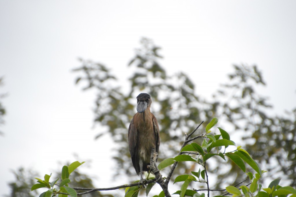 Foto de Caño Negro (Alajuela), Costa Rica