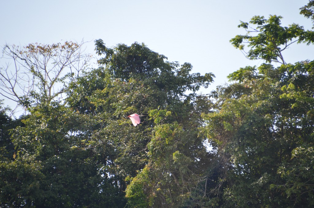 Foto de Caño Negro (Alajuela), Costa Rica