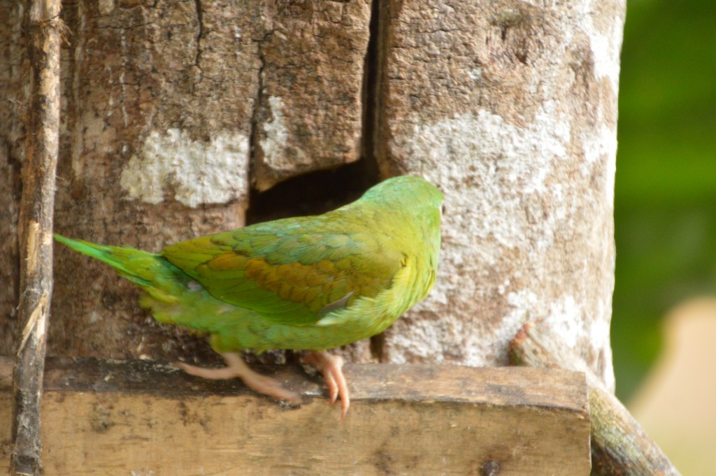 Foto de Caño Negro (Alajuela), Costa Rica