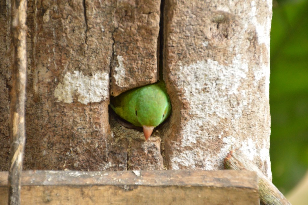 Foto de Caño Negro (Alajuela), Costa Rica